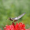 彼岸花とナミアゲハ