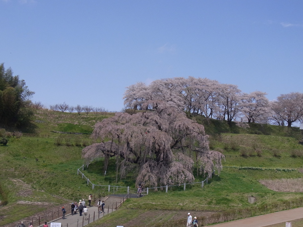 三春の思い出（滝桜遠景）