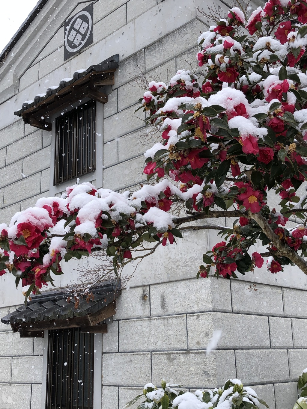 春の雪