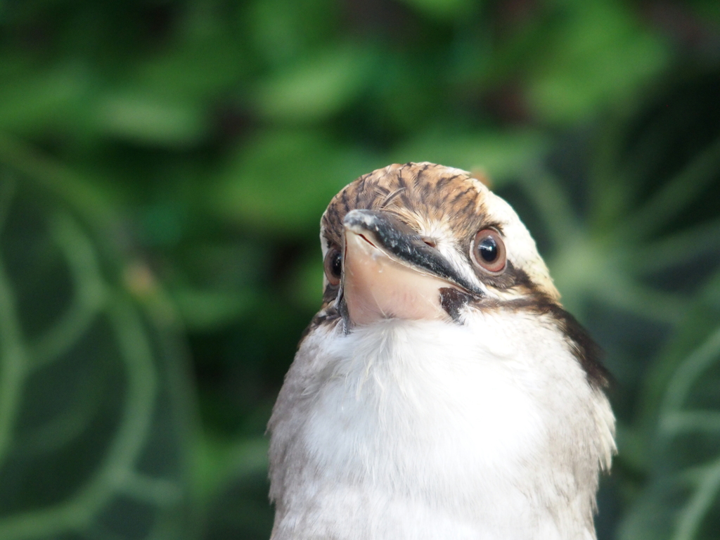 花鳥園の鳥たち　４