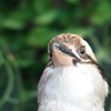 花鳥園の鳥たち　４