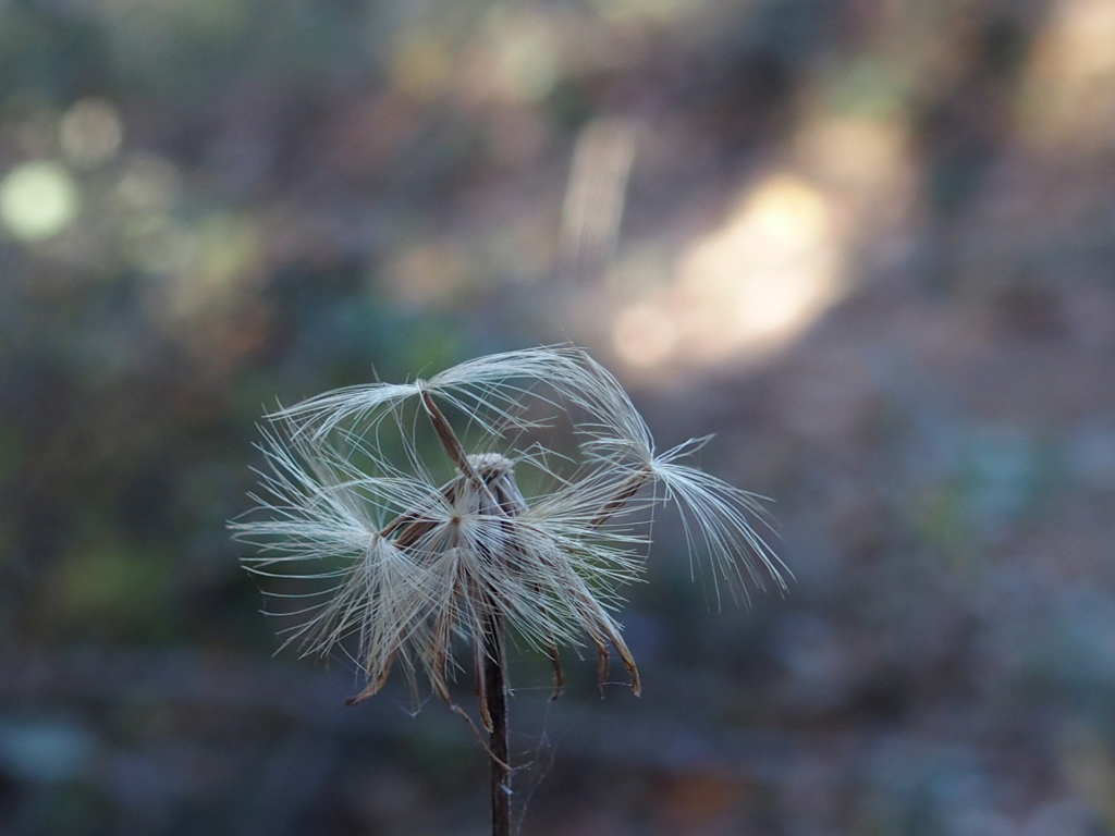 綿毛の季節 １ By こなゆきん Id 写真共有サイト Photohito