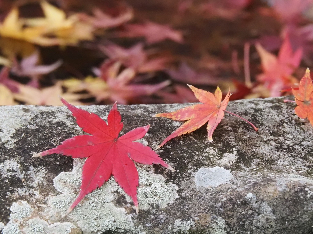名残の紅葉