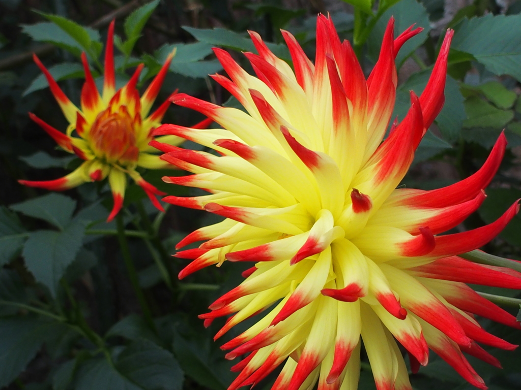 Dahlia