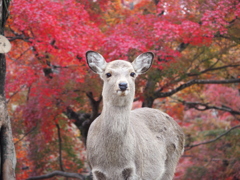 奈良公園と言えば　１