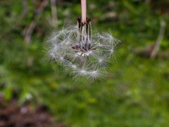 白い線香花火