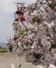 桜　2
