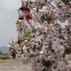 桜　2