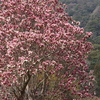 紫木蓮