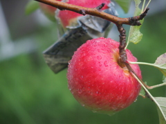 九州のリンゴ