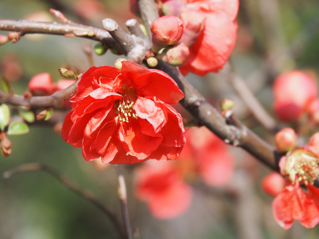 木瓜（八重咲き）