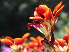 花壇のお花たち　スパラキシス