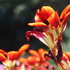 花壇のお花たち　スパラキシス