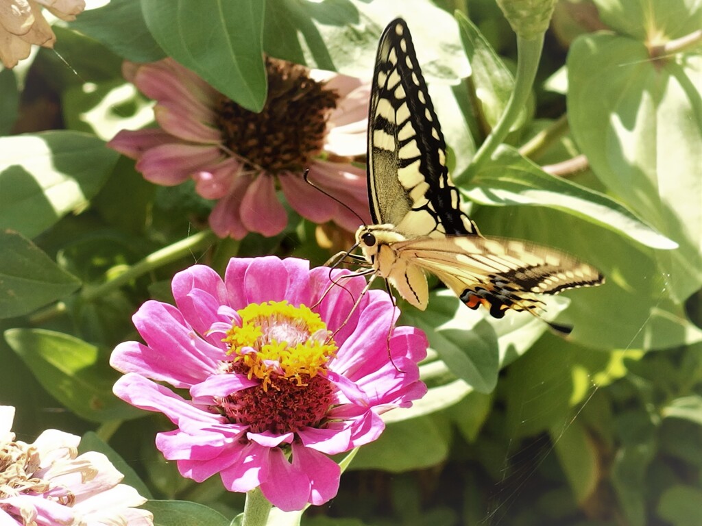 百日草とキアゲハ