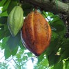 カカオ