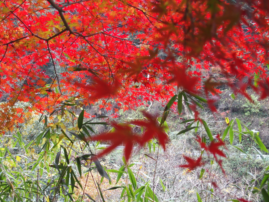想い出の紅葉（春日井市）