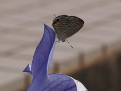 クロマダラソテツシジミ