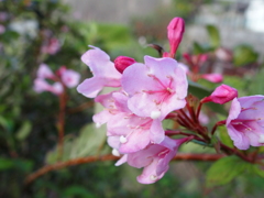 初夏の花が咲いています。