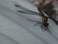 とんぼさん　（追加しました）