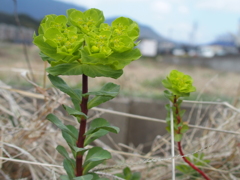 トウダイグサ