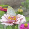百日草とモンシロチョウ