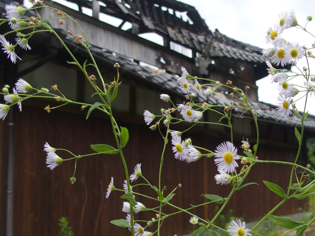 廃屋とヒメジョオン