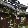 廃屋とヒメジョオン