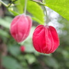 揺れる蕾