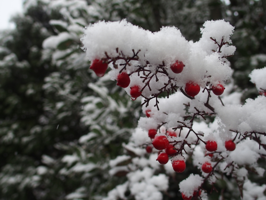 雪南天