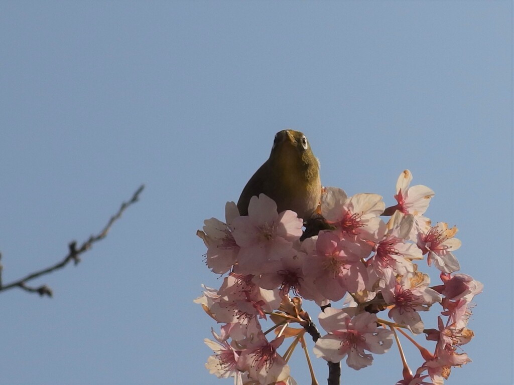 どっちが綺麗？