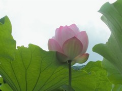 蓮　２