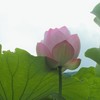 蓮　２