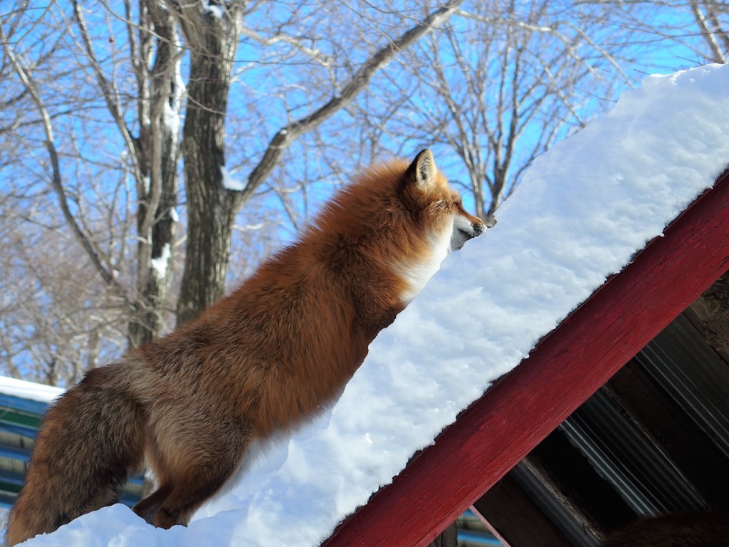 きつねコンコン雪の中　にー