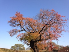 母校の桜　（蔵出し）