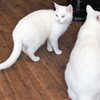 白にゃん姉妹