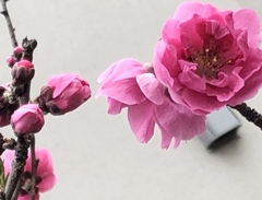 おひなまつりだから花桃♪
