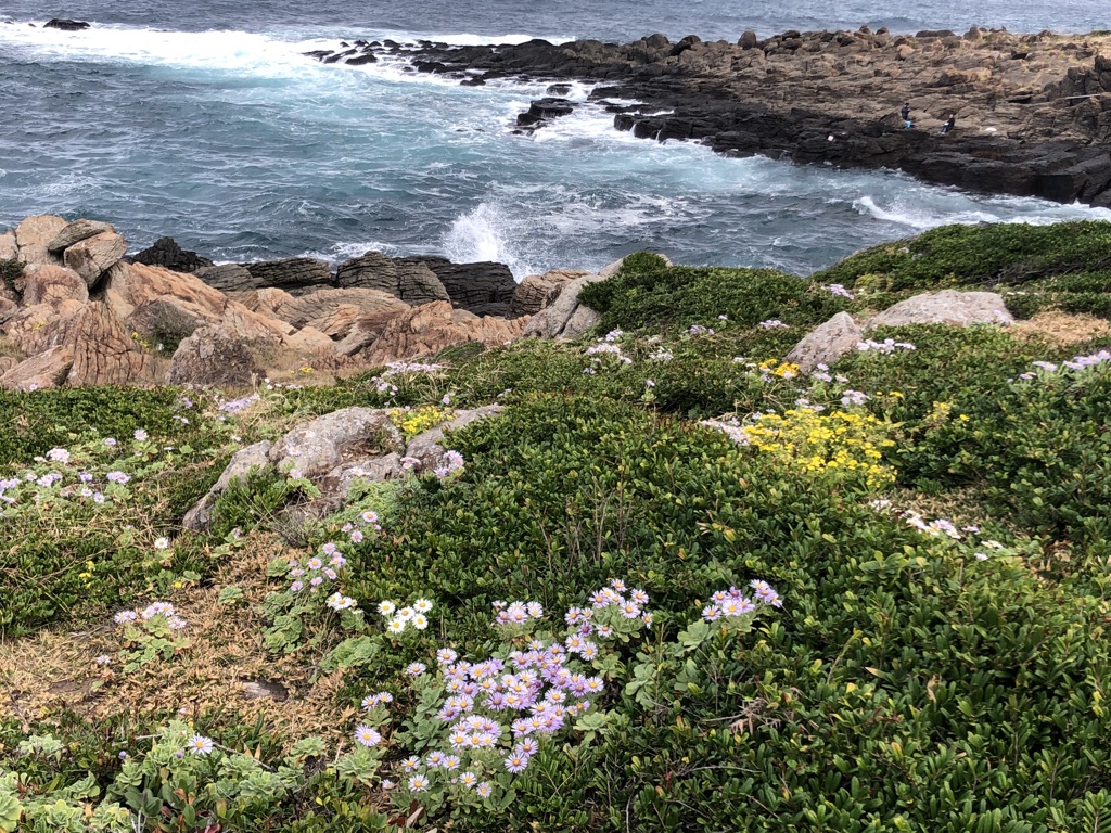 ダルマギクの咲く島