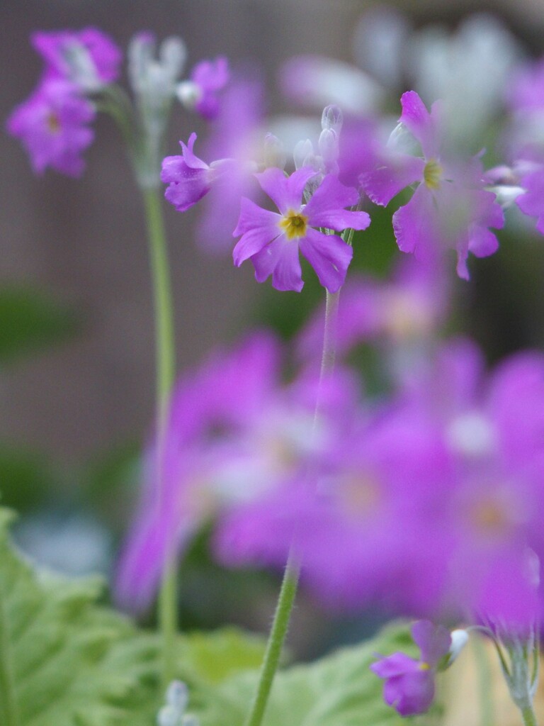 桜草