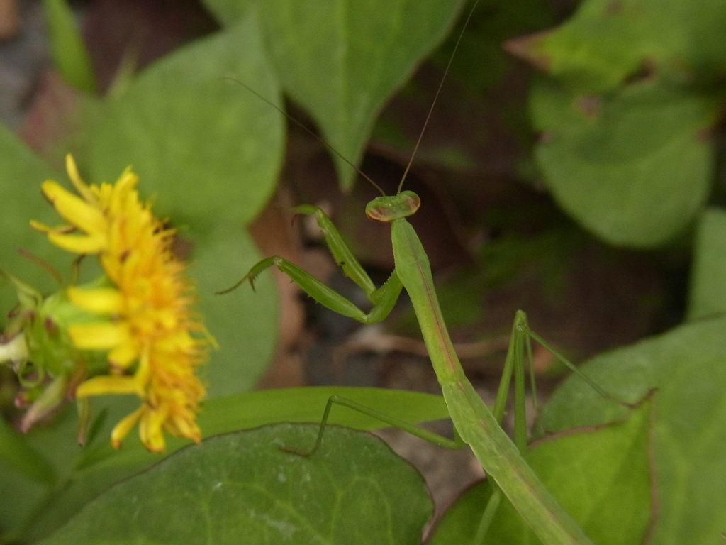 カマキリちゃん♪