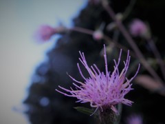 ヒメアザミ