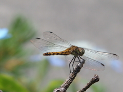 アキアカネ ♀