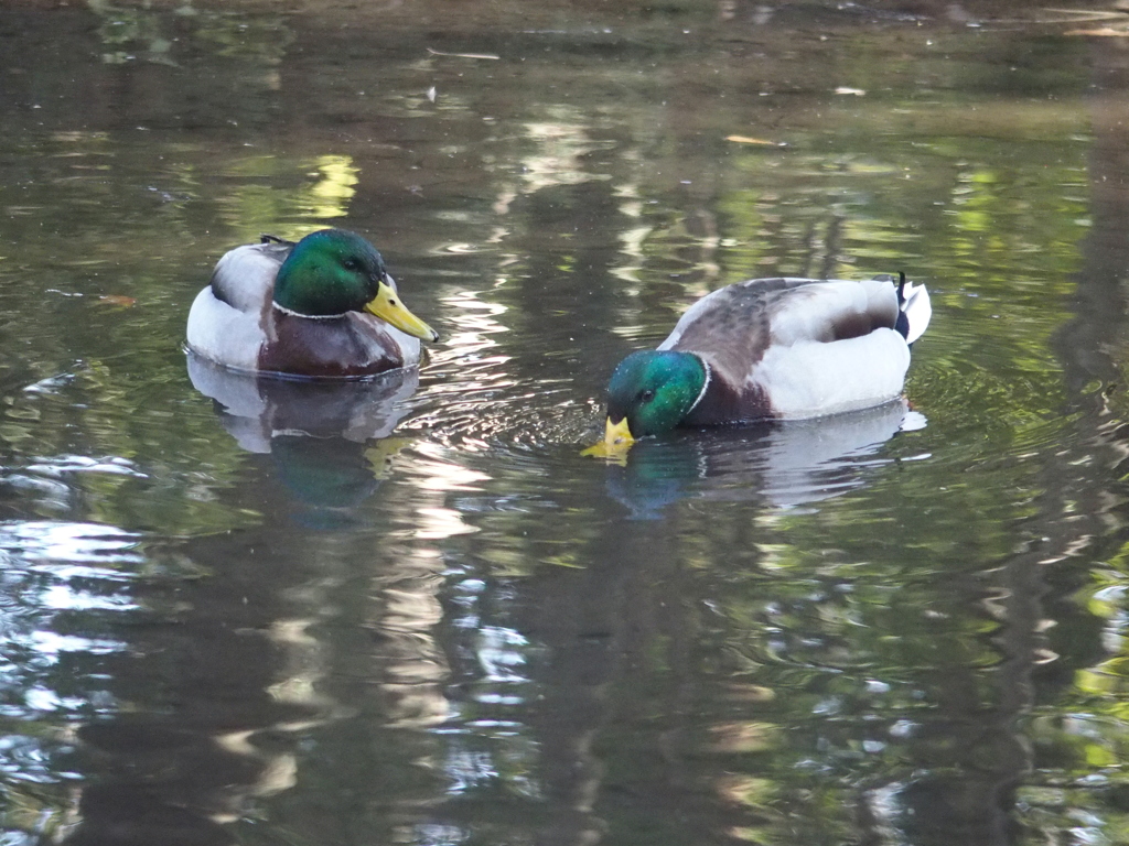 楽寿園で鳥撮り　２