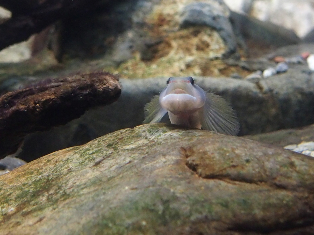 チャーミング～♪
