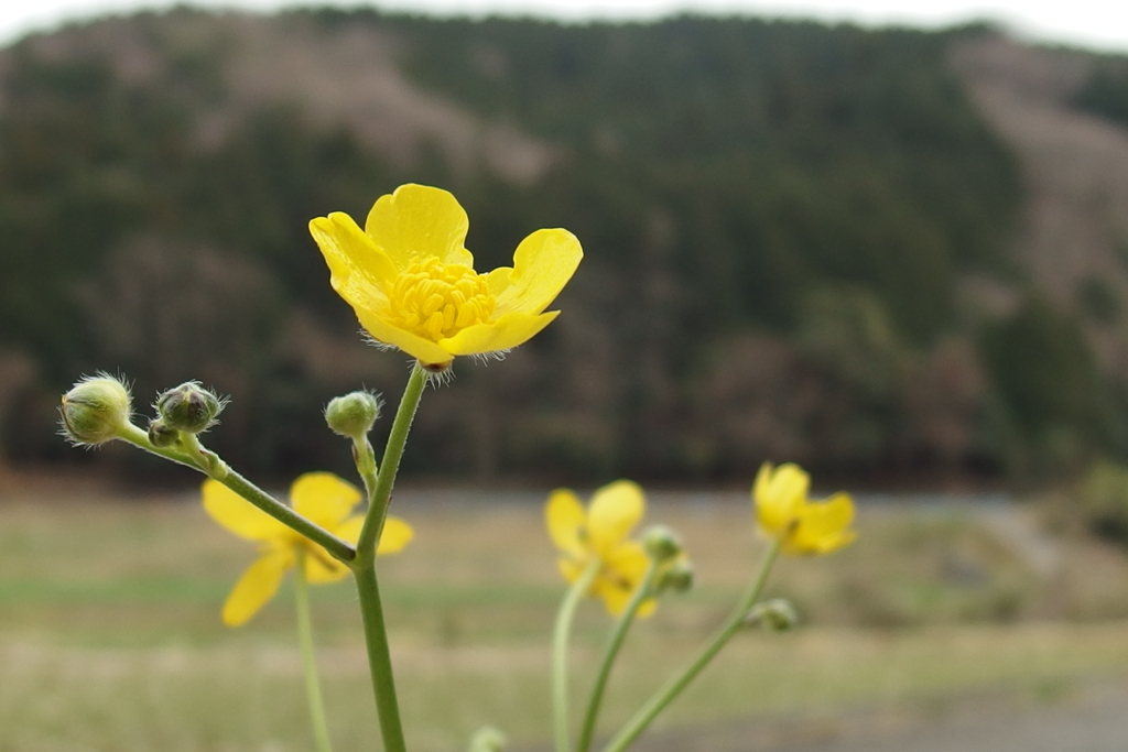 山あいの散歩道　3月　その１