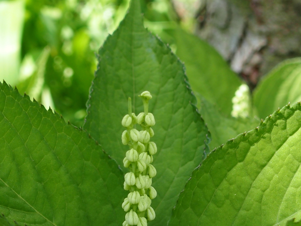 平尾台の花　『フタリシズカ』