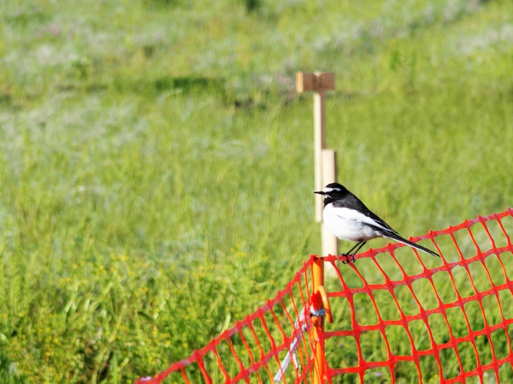 セグロセキレイさん