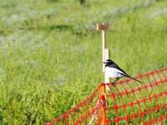 セグロセキレイさん