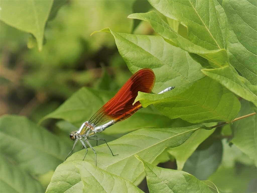 緑に映える翅