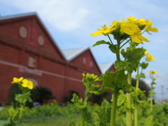 菜の花と煉瓦倉庫