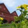 菜の花と煉瓦倉庫